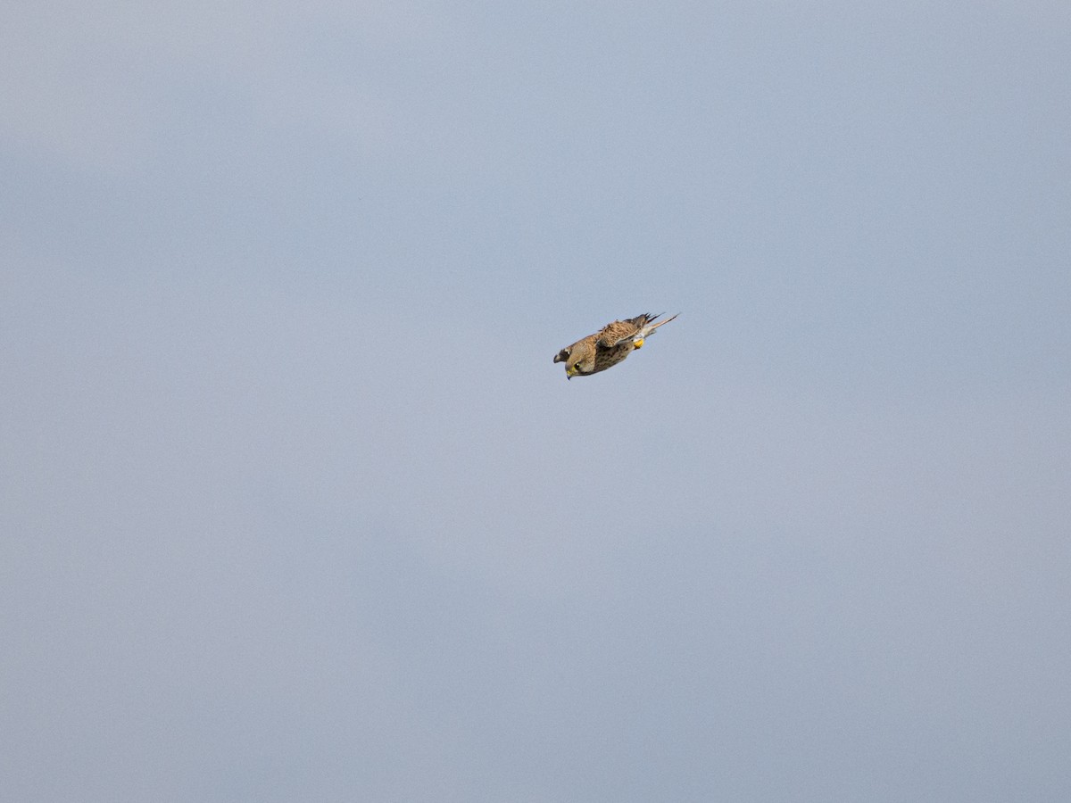 Eurasian Kestrel - ML619888454