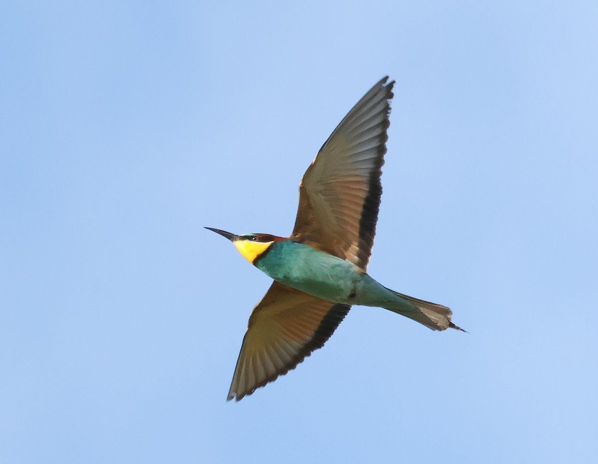 European Bee-eater - ML619888457