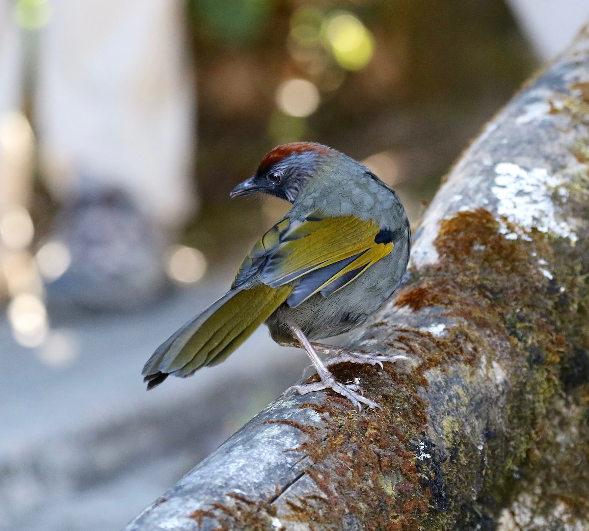 Silver-eared Laughingthrush - ML619888460