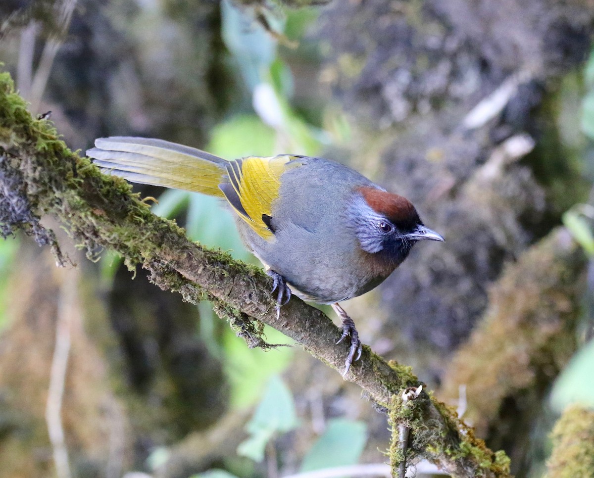 Silver-eared Laughingthrush - ML619888463