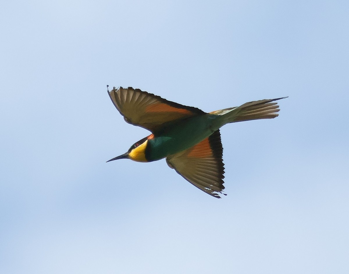 European Bee-eater - ML619888464