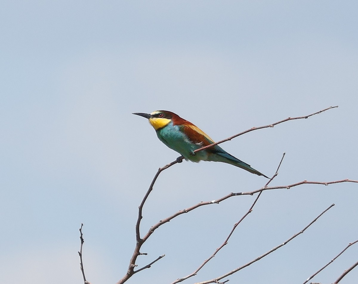 European Bee-eater - ML619888466
