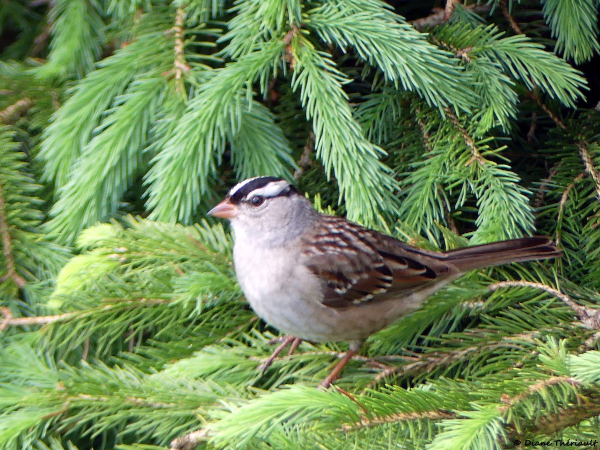 White-crowned Sparrow - ML619888468