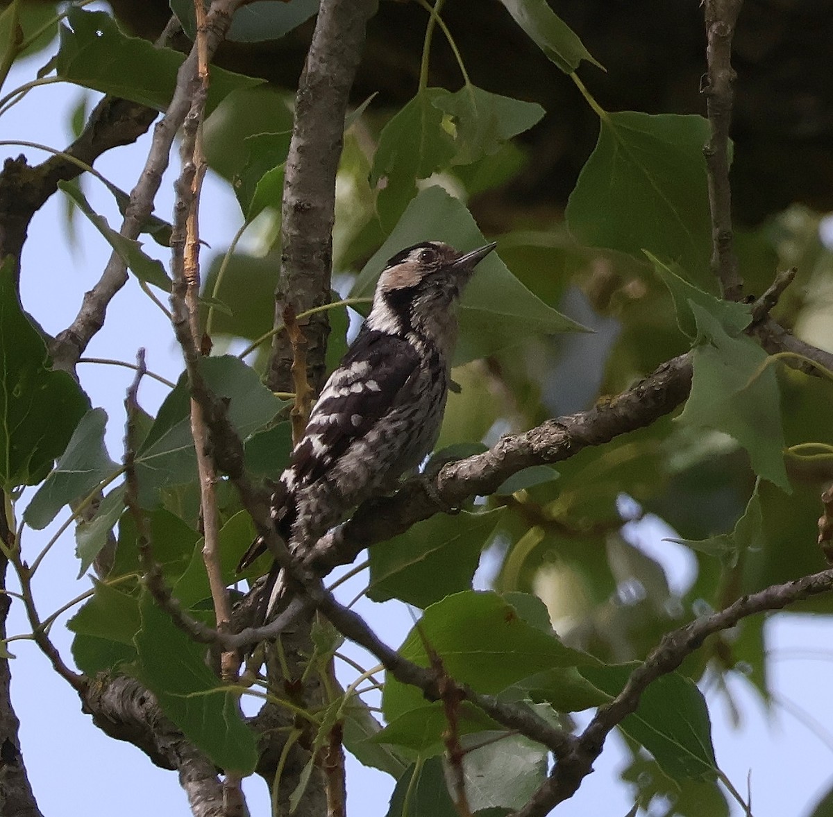 Lesser Spotted Woodpecker - ML619888469