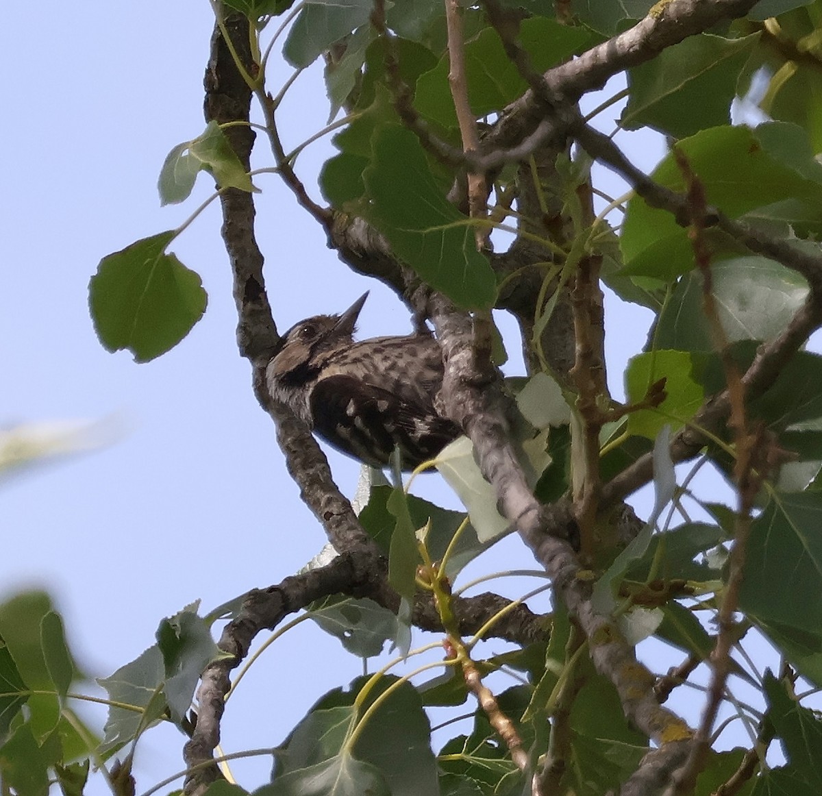 Lesser Spotted Woodpecker - ML619888470