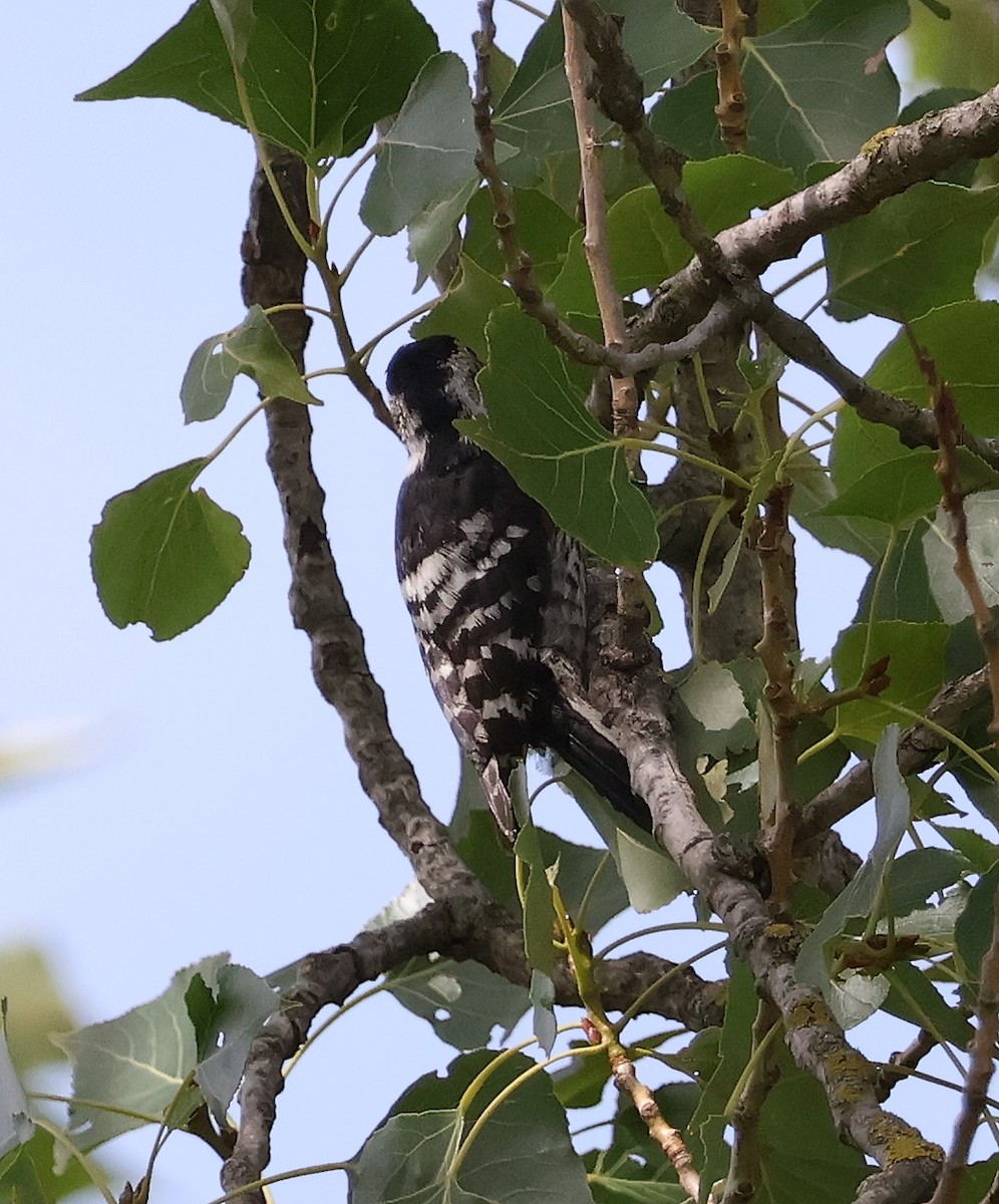 Lesser Spotted Woodpecker - ML619888471