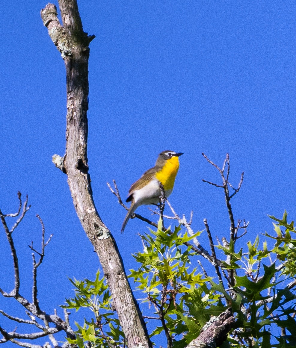 Yellow-breasted Chat - ML619888477