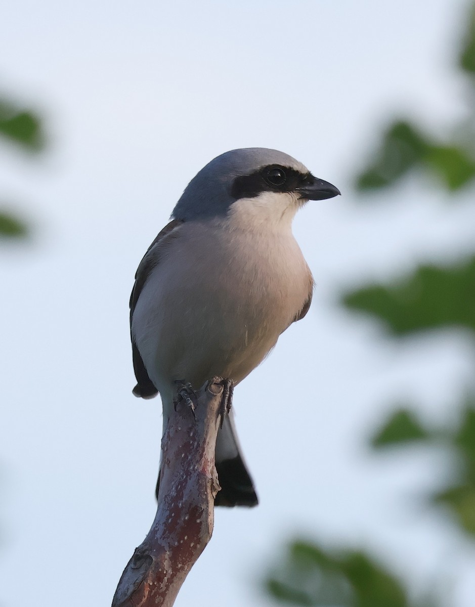 Red-backed Shrike - ML619888478