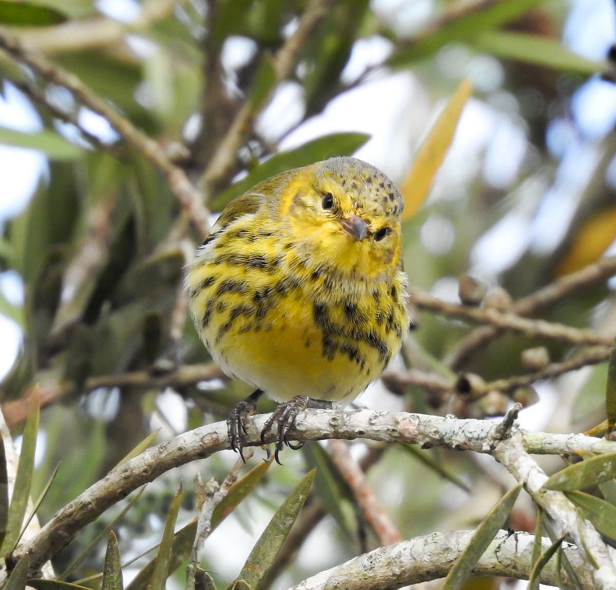 Cape May Warbler - ML619888494