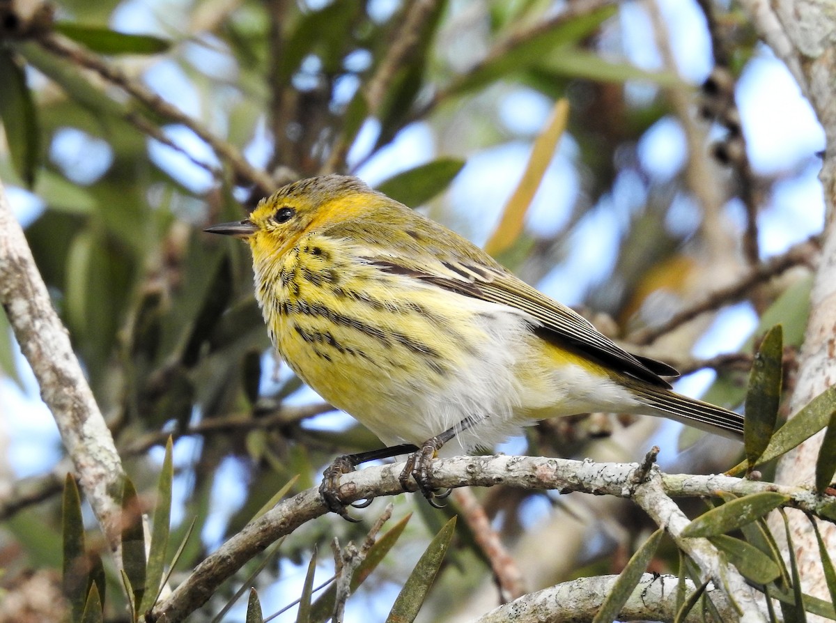 Cape May Warbler - ML619888495