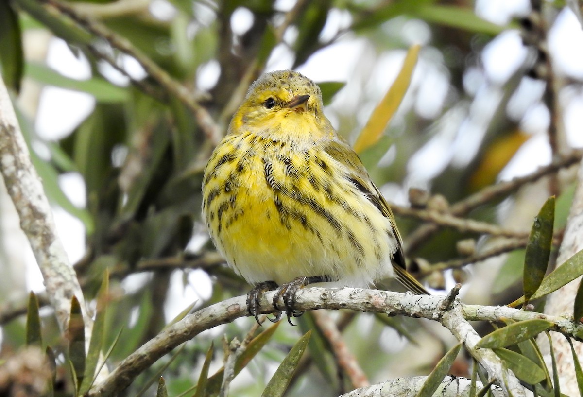Cape May Warbler - ML619888496