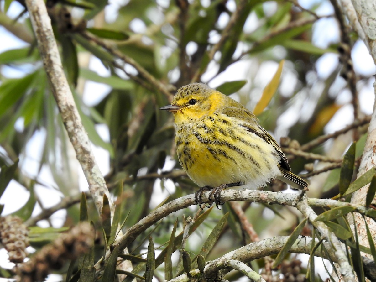 Cape May Warbler - ML619888497