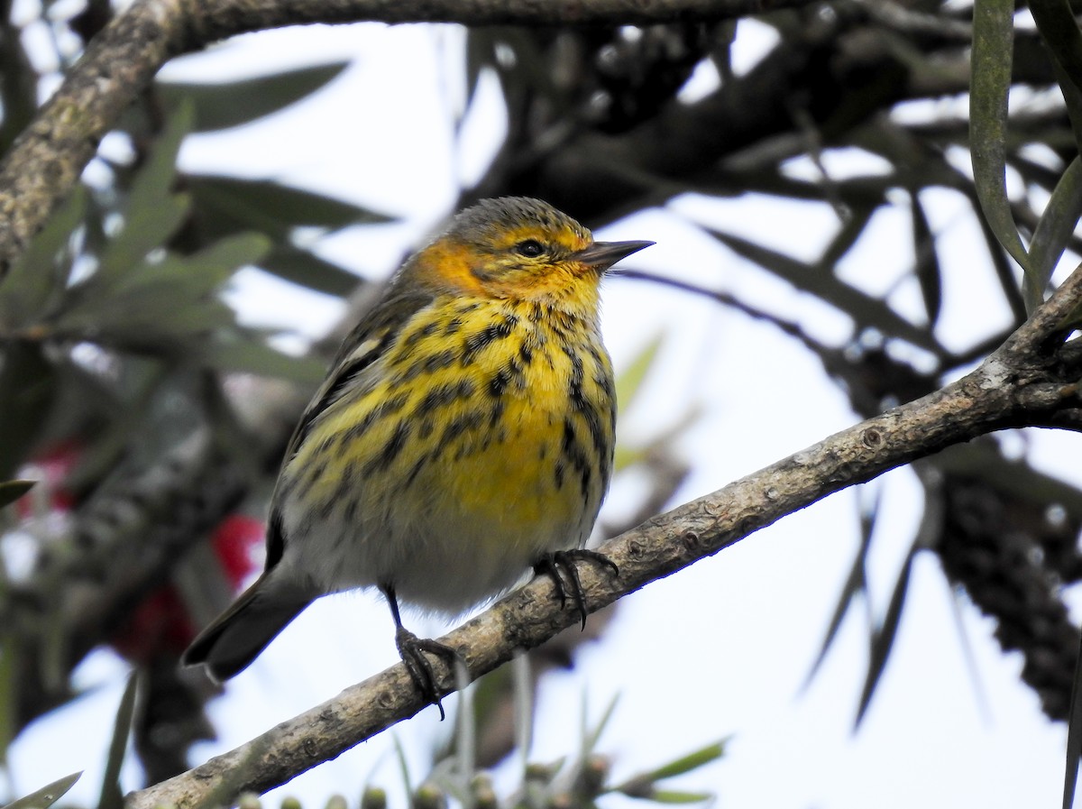 Cape May Warbler - ML619888500