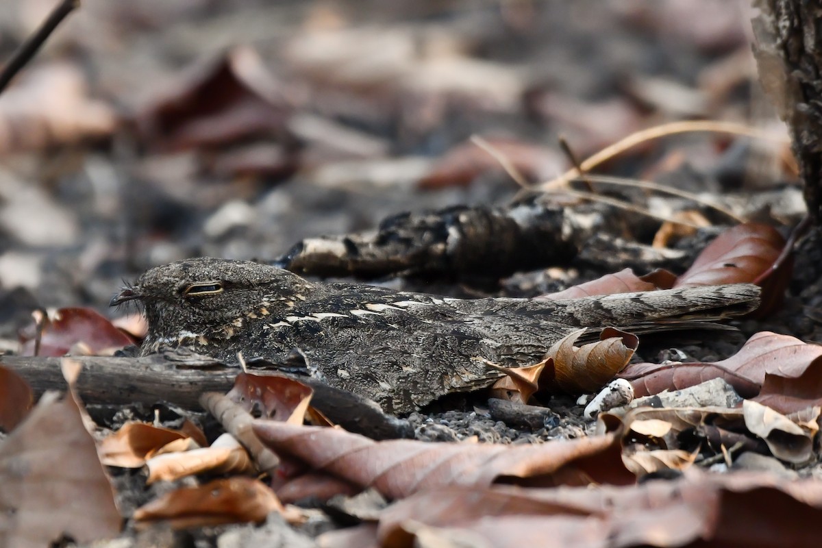 Savanna Nightjar (Northern) - ML619888502