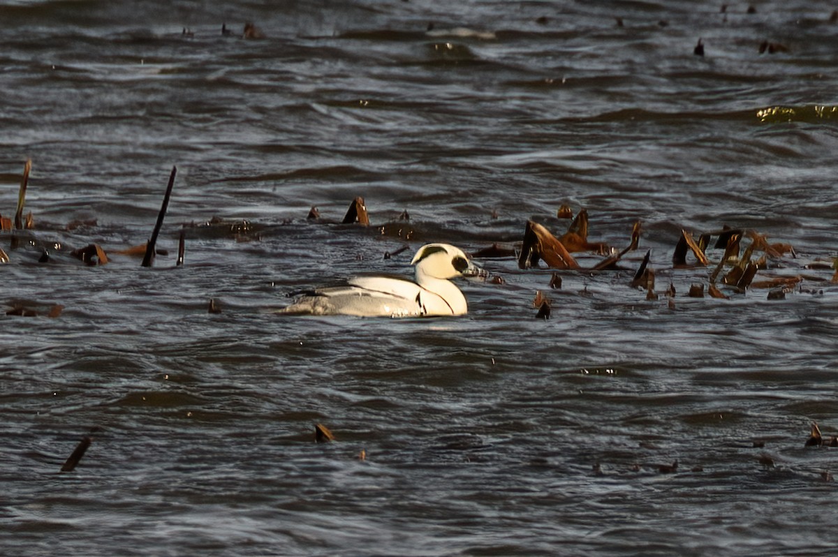 Smew - ML619888506