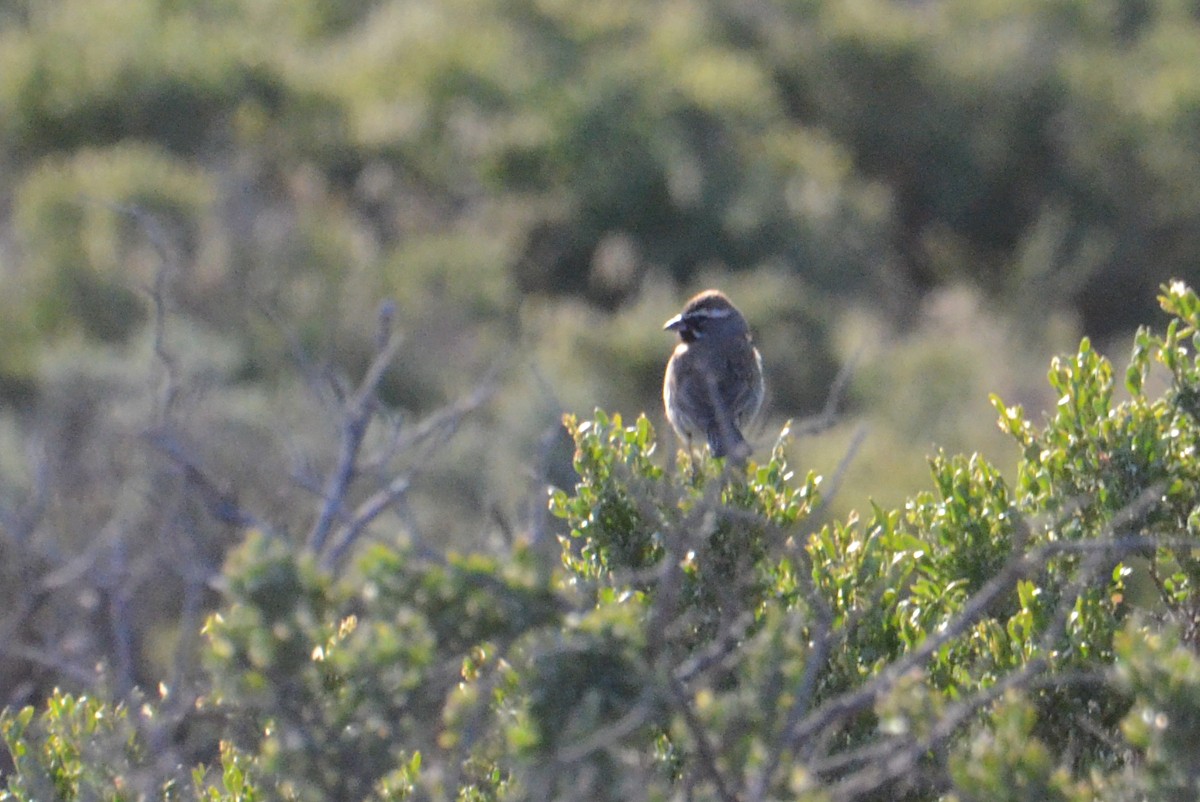 Black-throated Sparrow - ML619888521