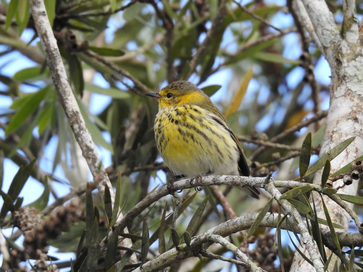 Cape May Warbler - ML619888522