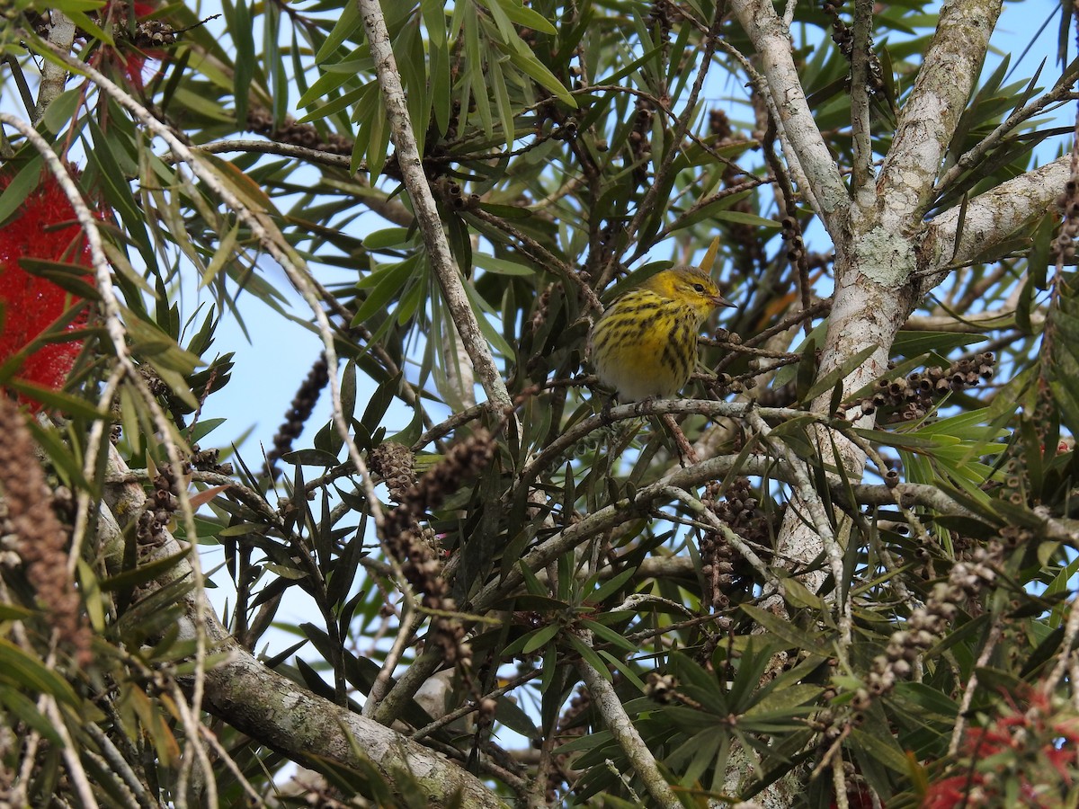 Cape May Warbler - ML619888523
