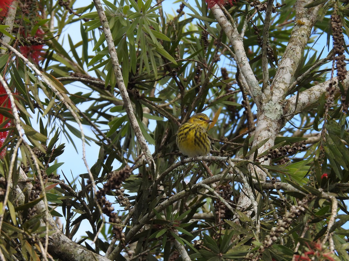 Cape May Warbler - ML619888524