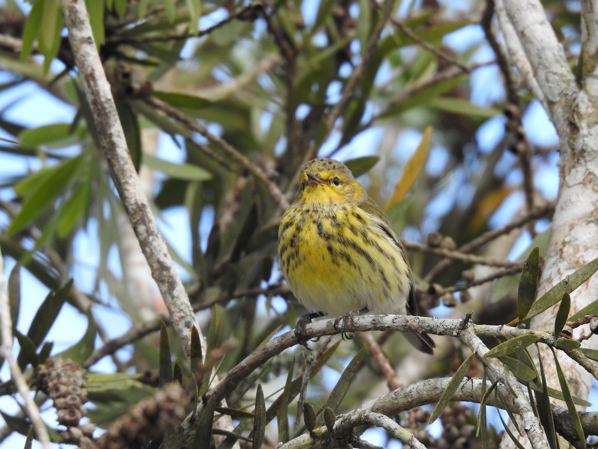 Cape May Warbler - ML619888526