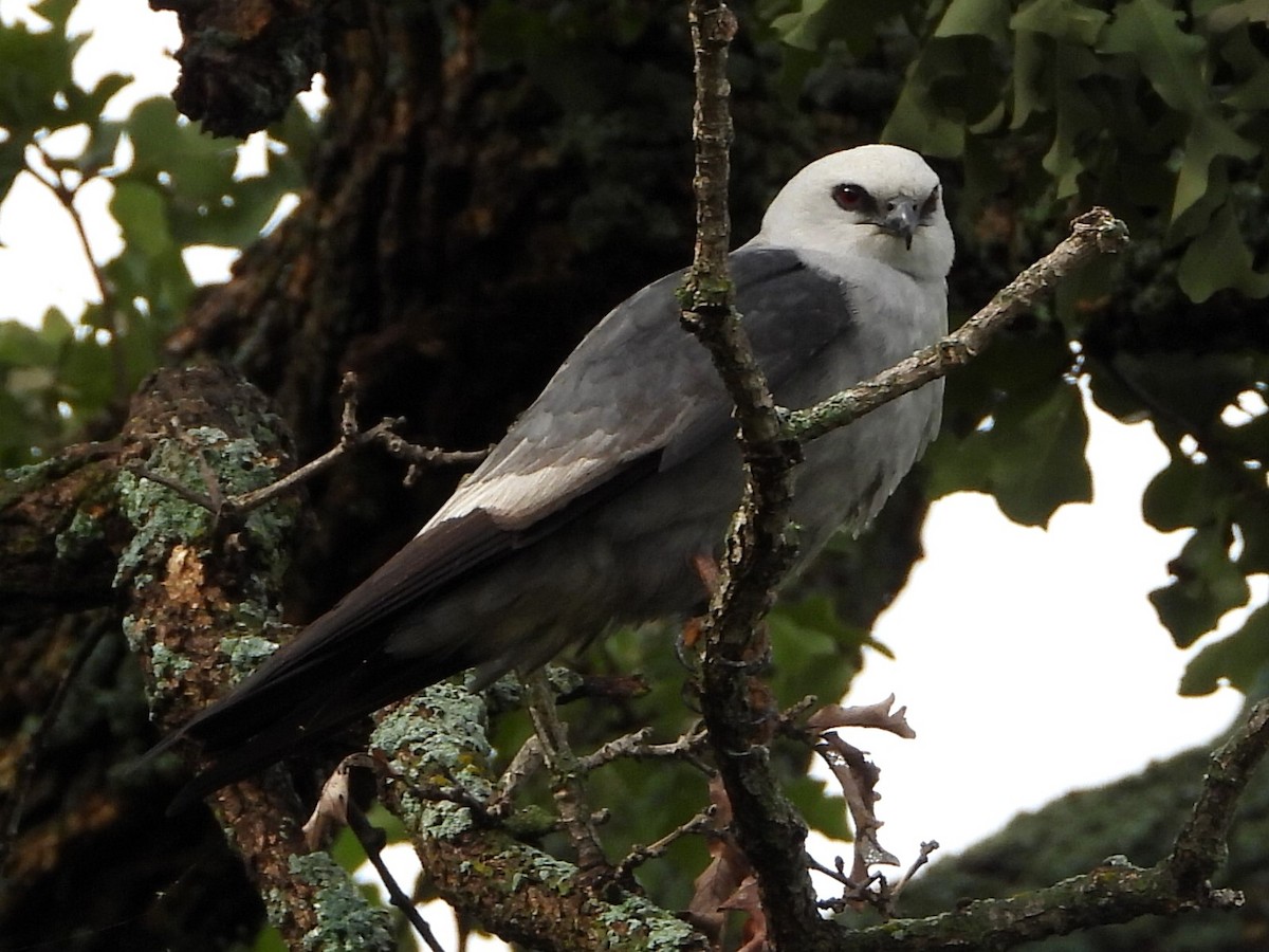 Mississippi Kite - ML619888527