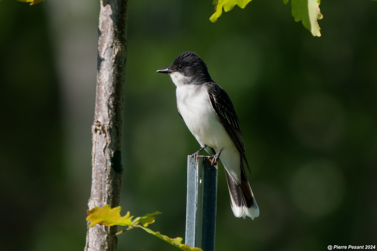 Eastern Kingbird - ML619888529