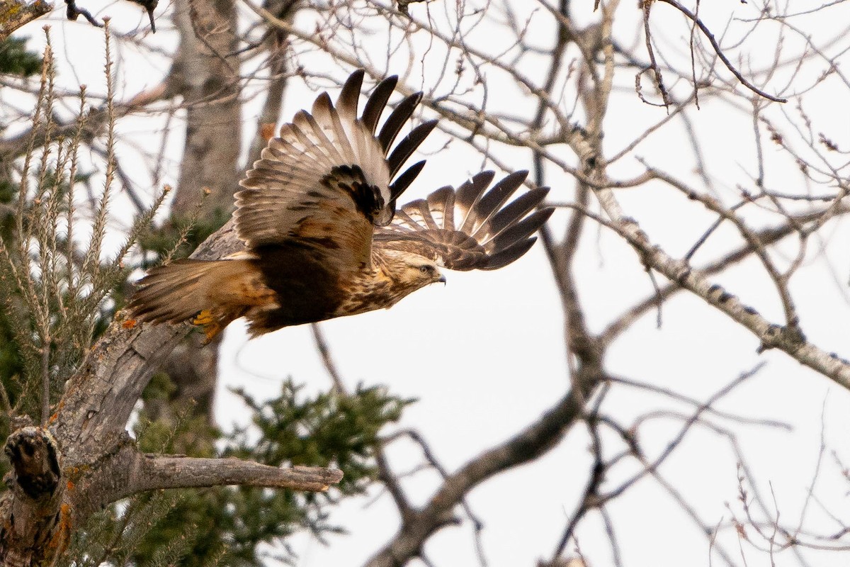 Rough-legged Hawk - ML619888540