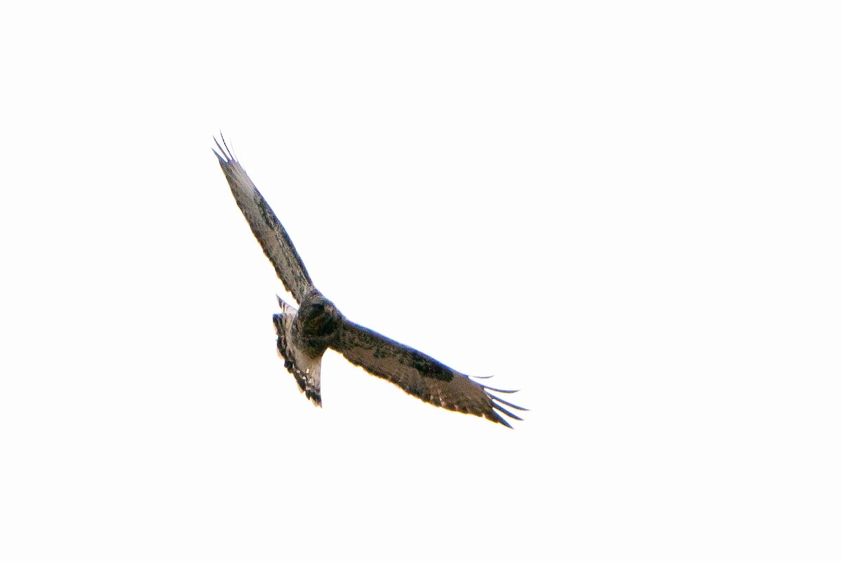 Rough-legged Hawk - ML619888549