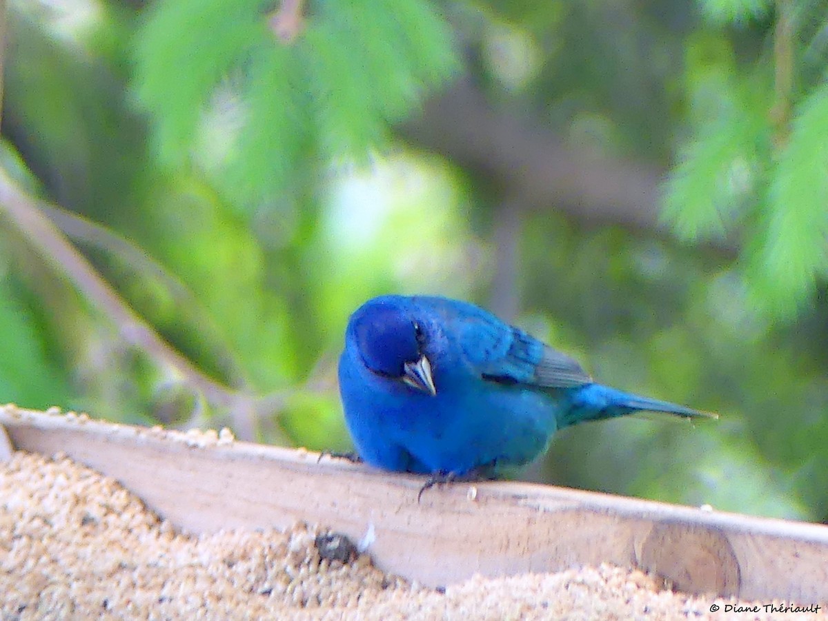 Indigo Bunting - ML619888553