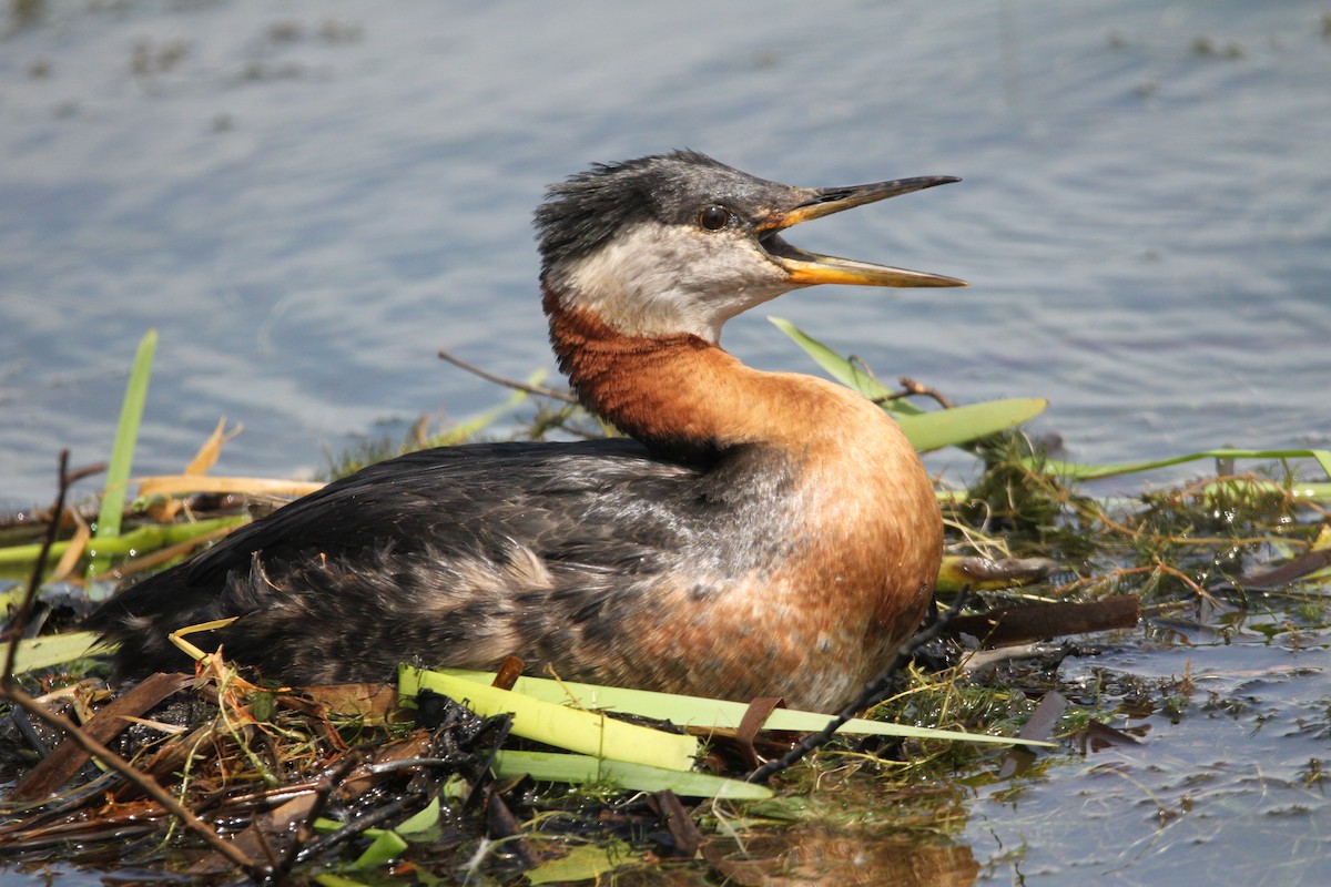 Red-necked Grebe - ML619888559