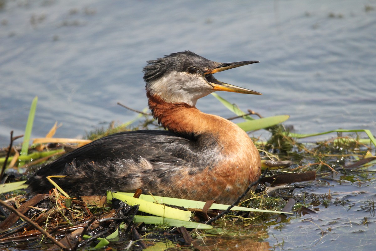 Red-necked Grebe - ML619888560