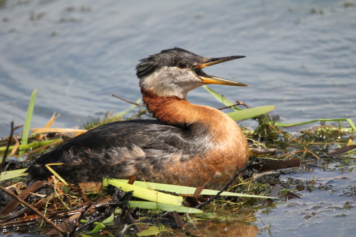 Red-necked Grebe - ML619888561