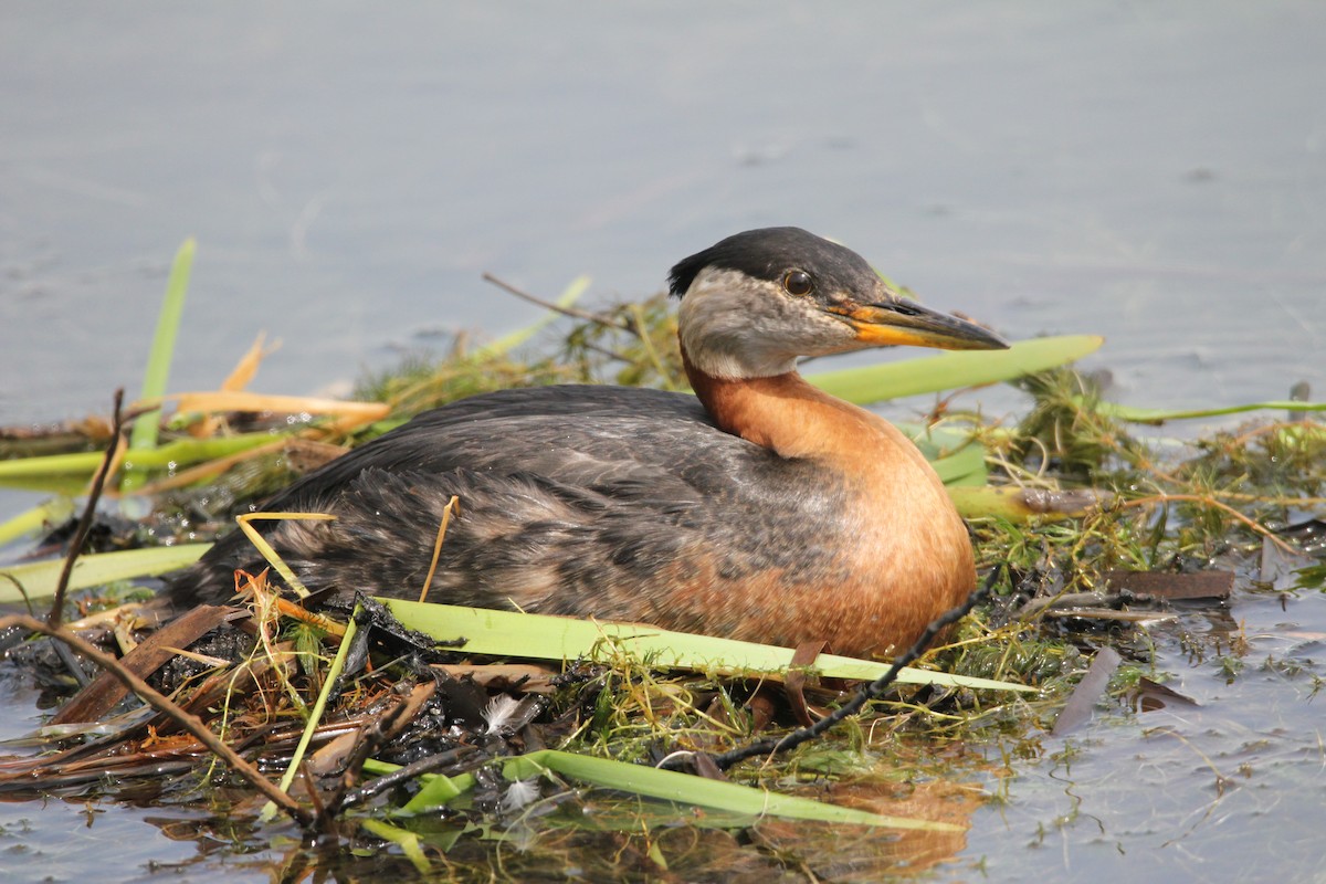 Red-necked Grebe - ML619888563