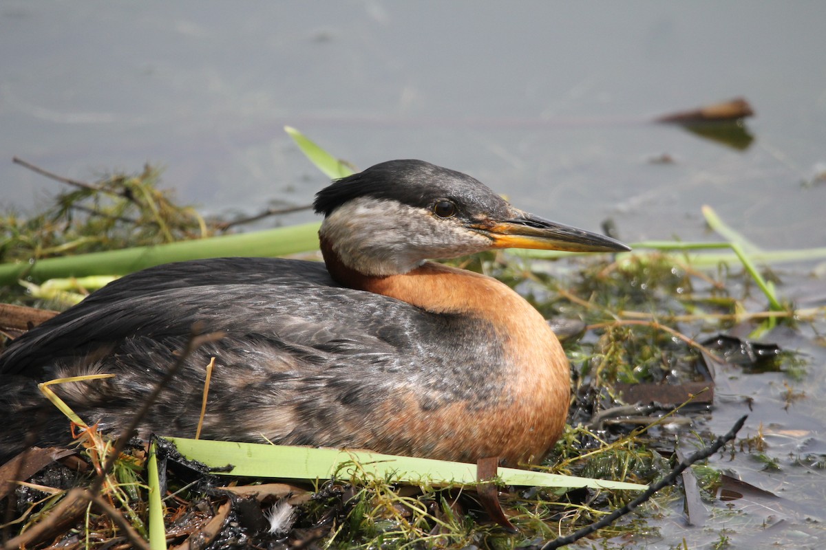 Red-necked Grebe - ML619888564