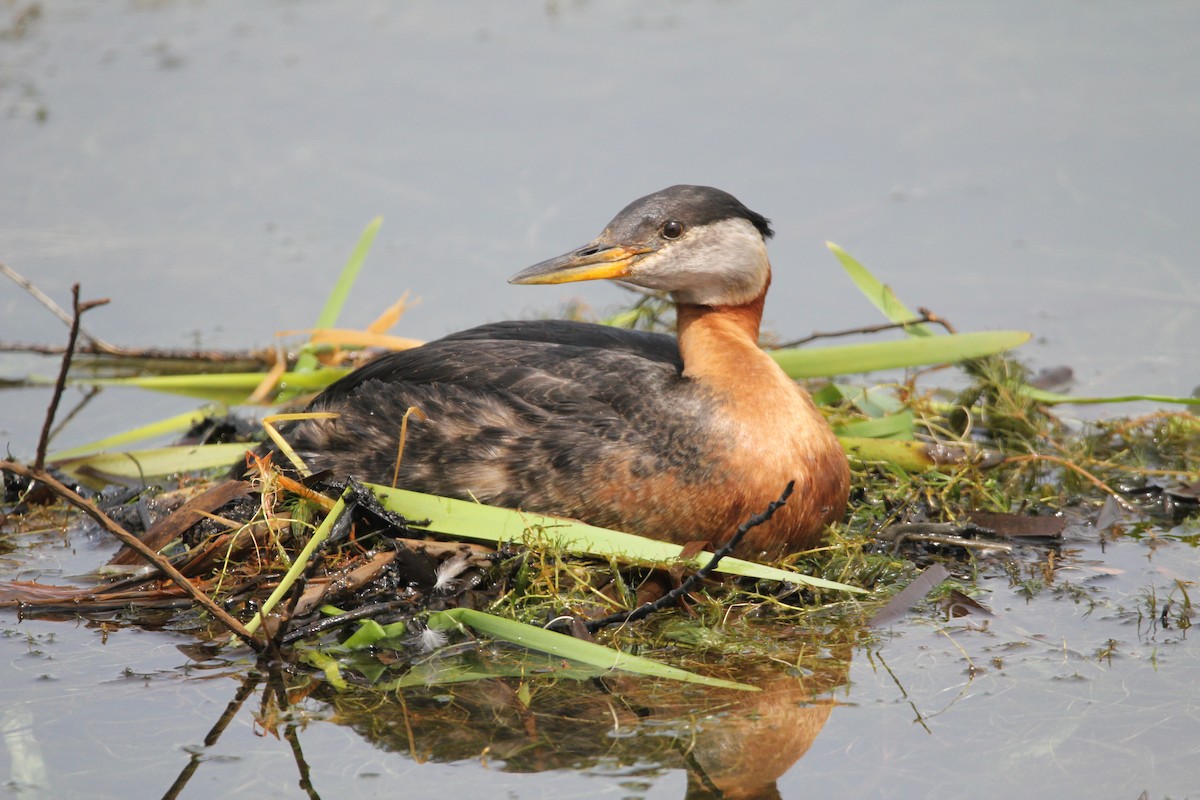 Red-necked Grebe - ML619888566