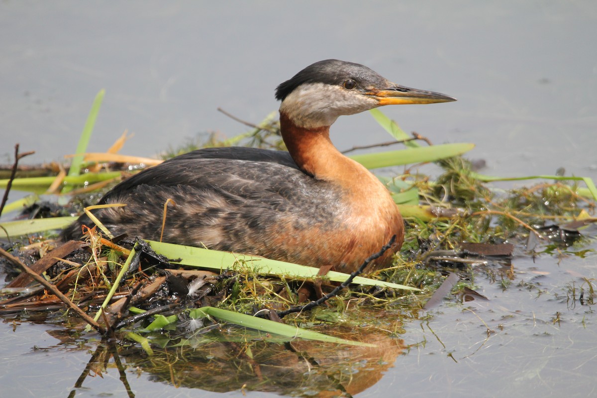 Red-necked Grebe - ML619888567