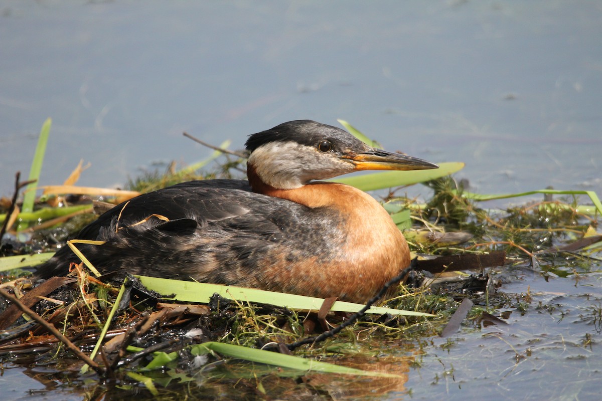 Red-necked Grebe - ML619888568