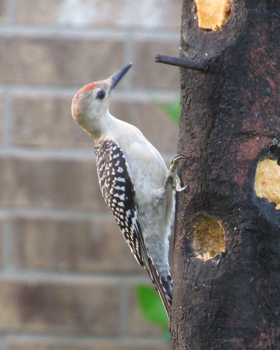 Red-bellied Woodpecker - ML619888569