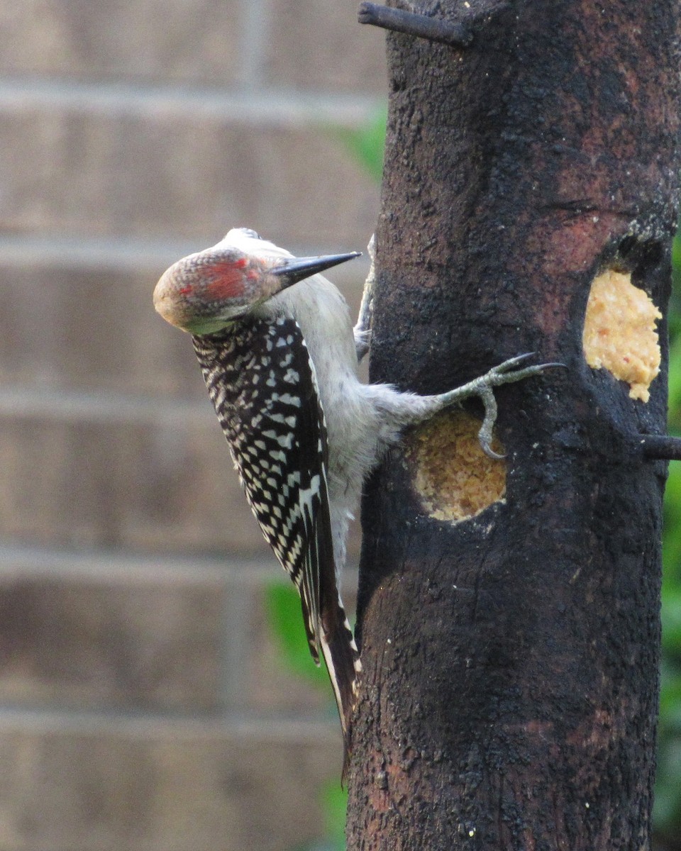 Red-bellied Woodpecker - ML619888570