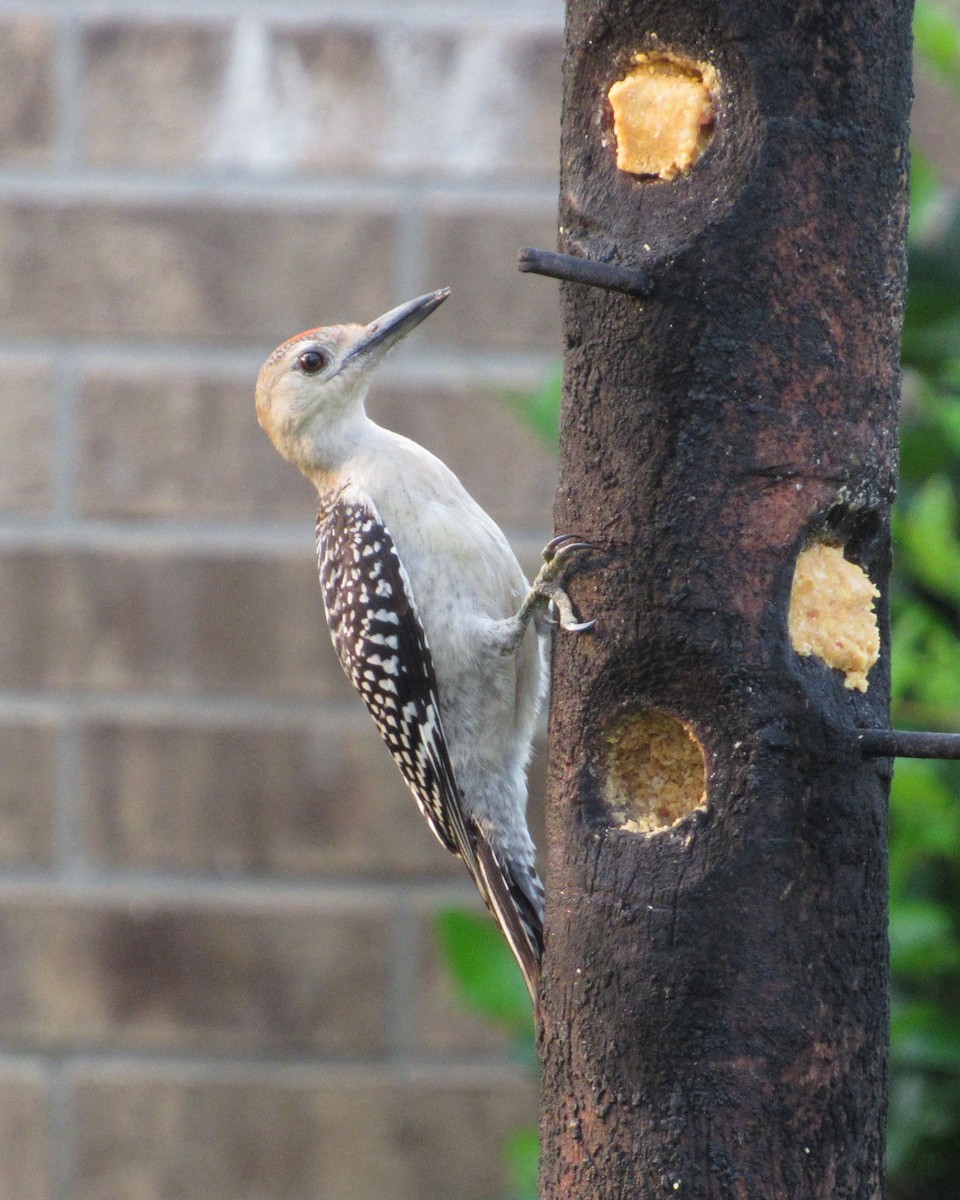 Red-bellied Woodpecker - ML619888571