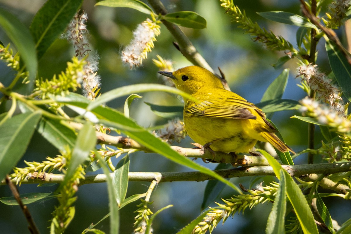 Yellow Warbler - ML619888576