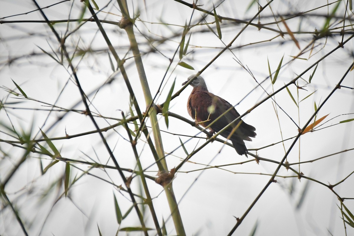 Pigeon marron - ML619888587