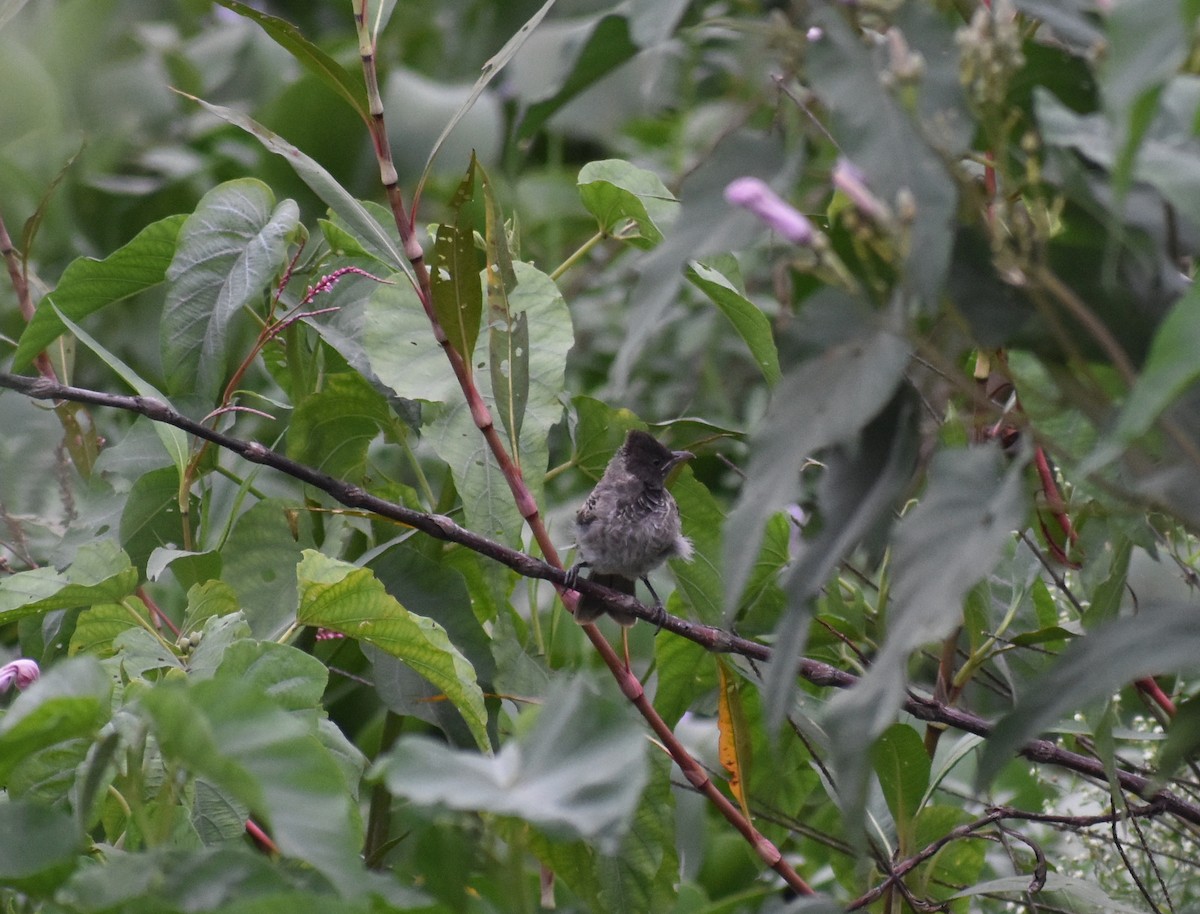 Red-vented Bulbul - ML619888605