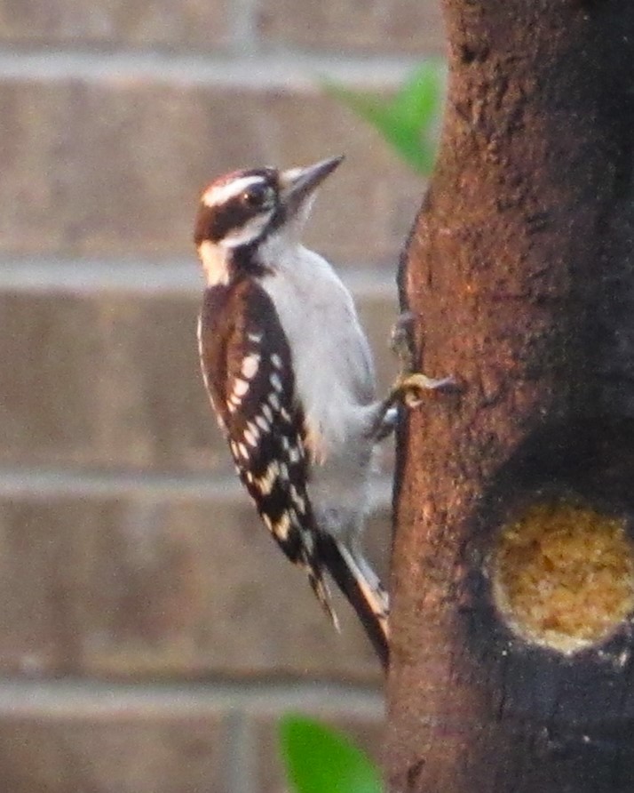 Downy Woodpecker - ML619888606