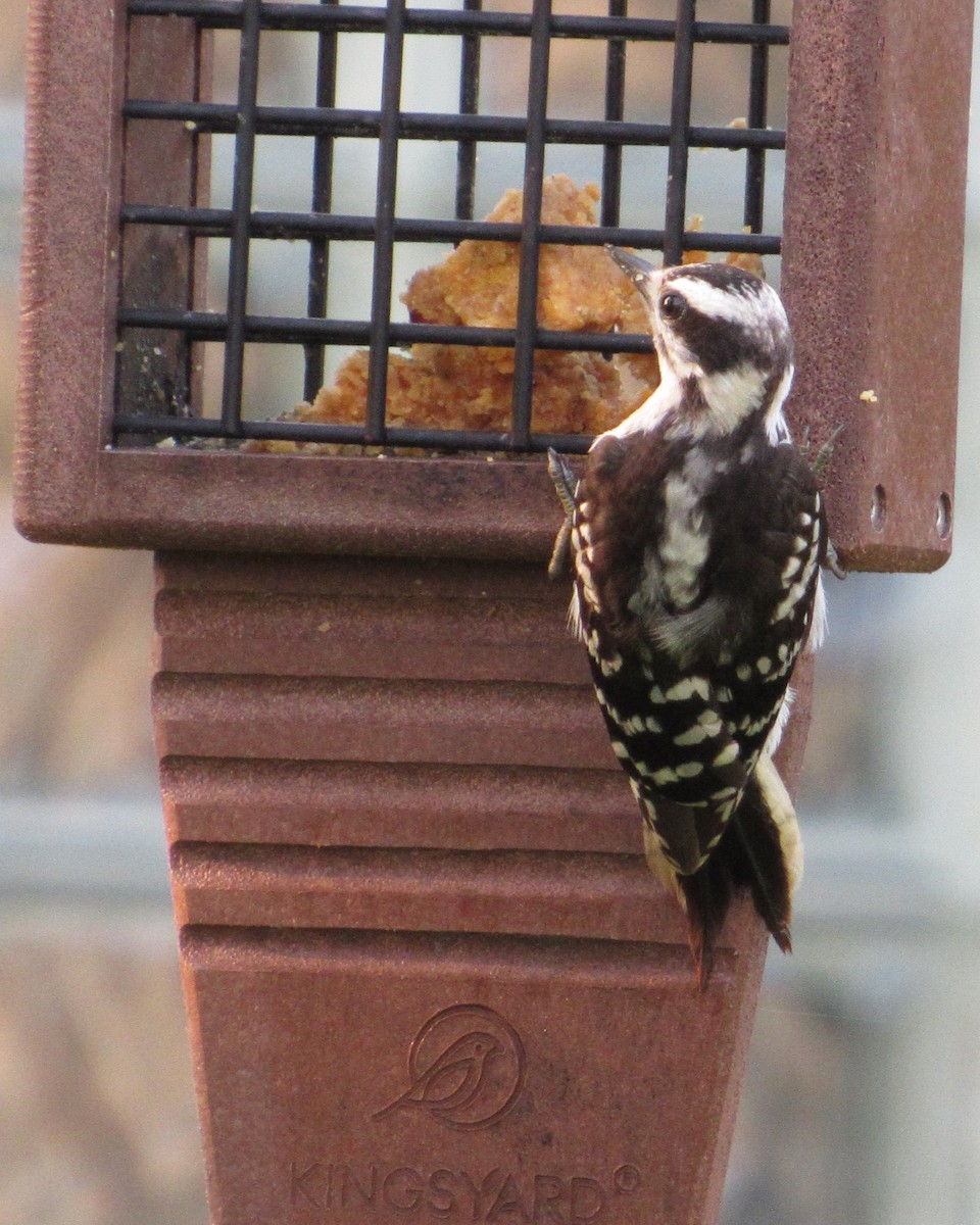 Downy Woodpecker - ML619888607