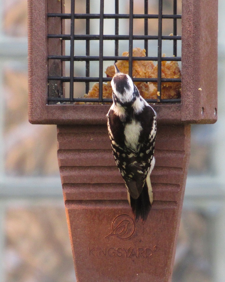 Downy Woodpecker - ML619888608
