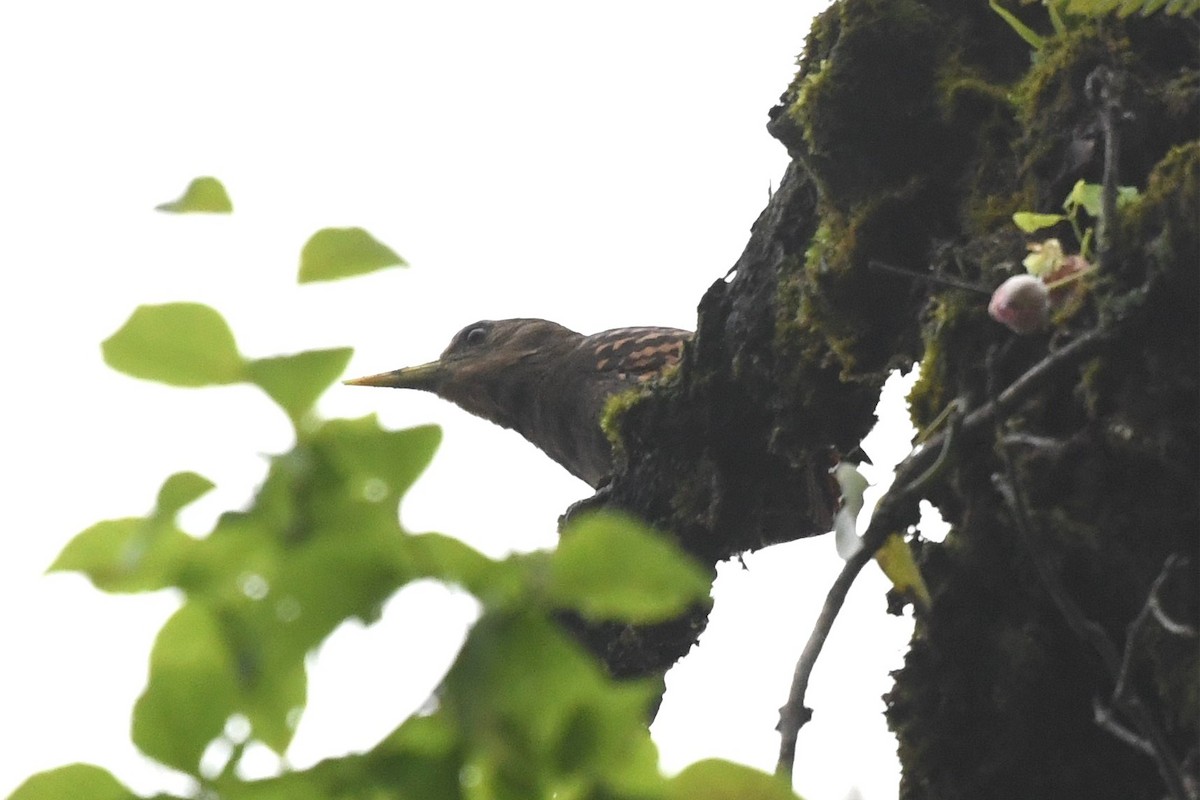 Bay Woodpecker - ML619888610