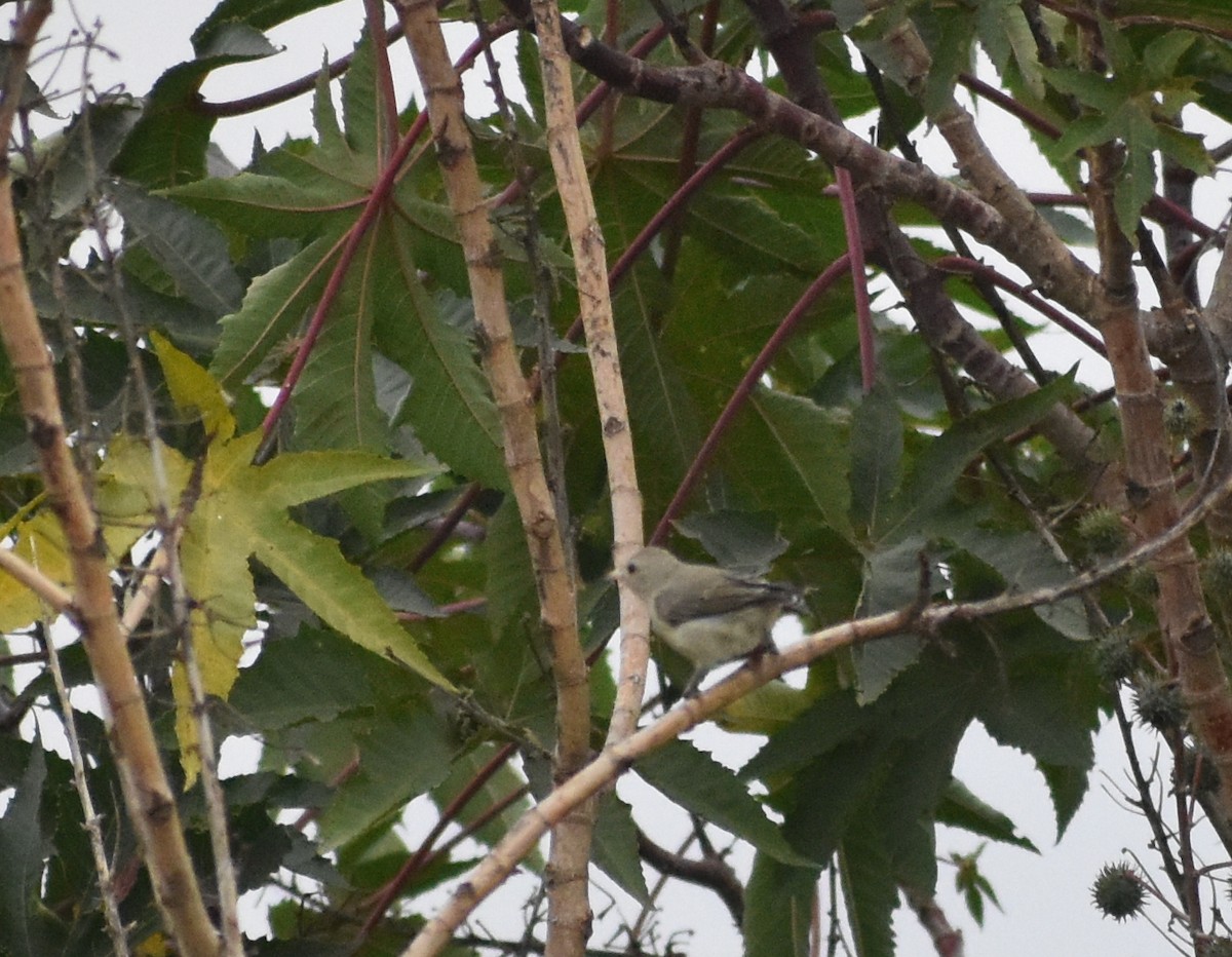Pale-billed Flowerpecker - ML619888625