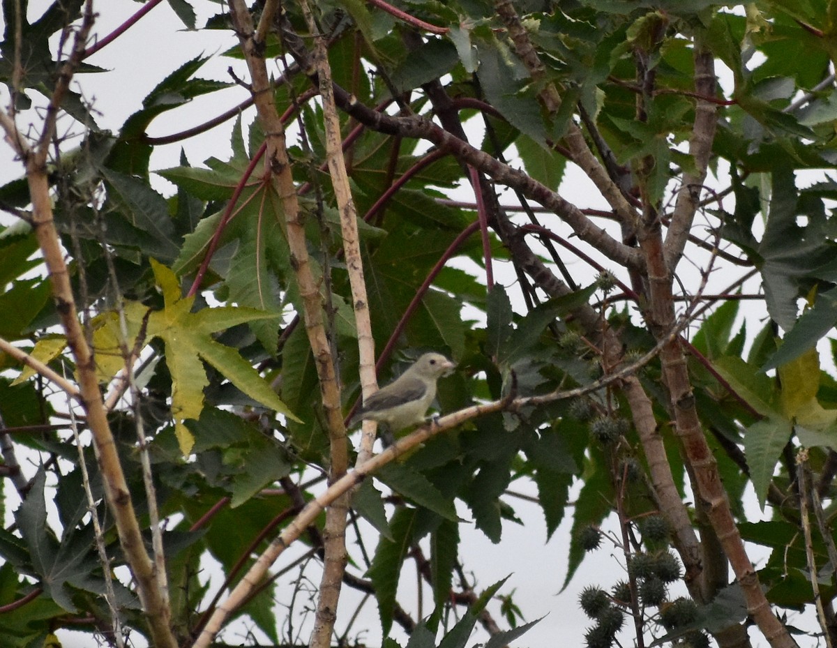 Pale-billed Flowerpecker - ML619888626