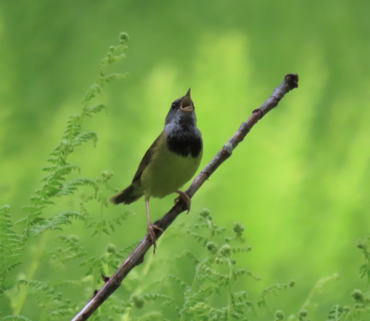 Mourning Warbler - ML619888629